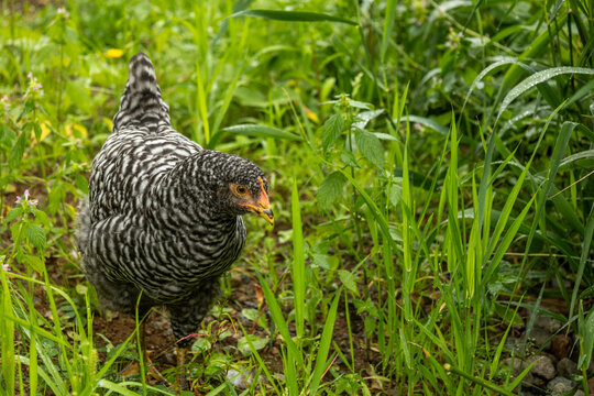 10 Week Old Barred Rock Pullets Free Ranging in Homestead Back Yard; Wide