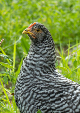 10 Week Old Barred Rock Pullets Free Ranging in Homestead Back Yard; Closeup