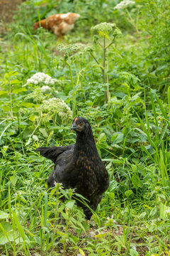 10 Week Old Black Hybrid Pullets Free Ranging in Homestead Yard; Vertical