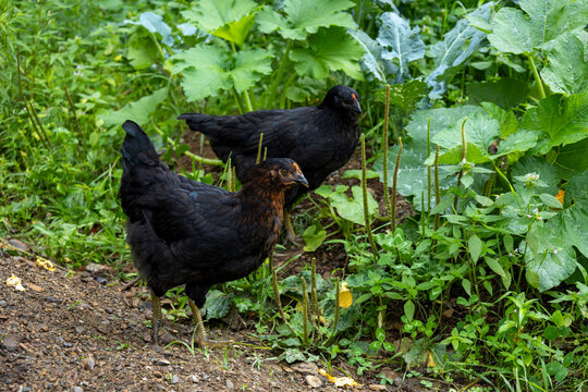 10 Week Old Black Hybrid Pullets Free Ranging in Homestead Yard; Two Looking Right