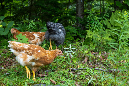 10 Week Old Pullets, Mixed Flock, Free Ranging in Homestead Yard; Horizontal