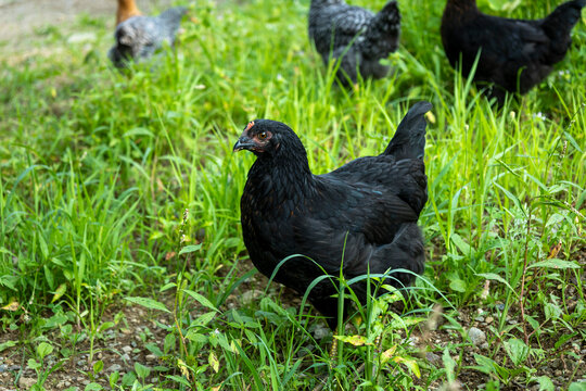10 Week Old Black Hybrid Pullets Free Ranging in Homestead Yard; Flock, Hen Looking Left
