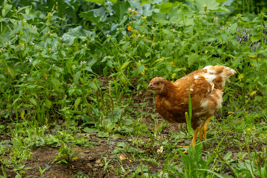 10 Week Old Red Hybrid Pullets Free Ranging in Homestead Yard; Wide Shot