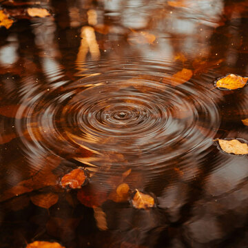 Ripples in a forest pond with fallen autumn leaves