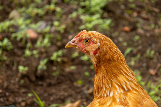 10 Week Old Red Hybrid Pullets Free Ranging in Homestead Yard; Closeup Looking Left