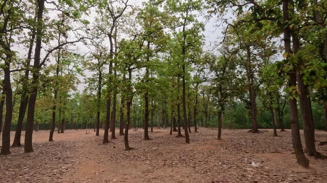 Deciduous Forest Landscape with Dry Fallen Leaves and Tall Trees