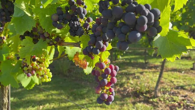Colorful wine grapes in ripening process on vine, camera panning right to left