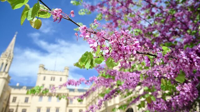 Close-up of pink Judas tree blossoms with Lednice Castle blurred behind, Czech Republic