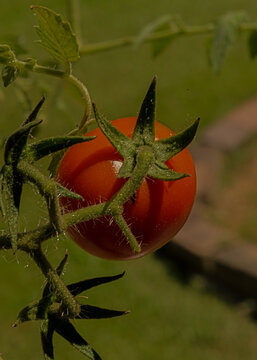 A vibrant red tomato hangs from a vine against a blurred green background. Sunlight highlights the tomato's smooth surface and leaves.