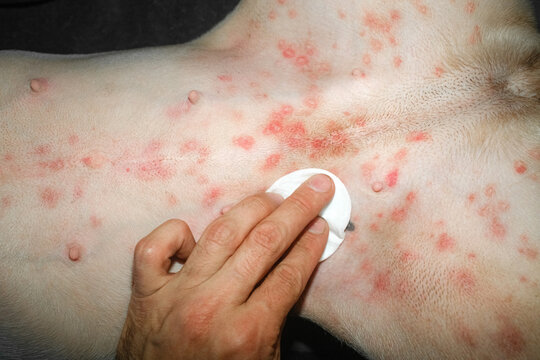 Skin Treatment for a Dog At Home