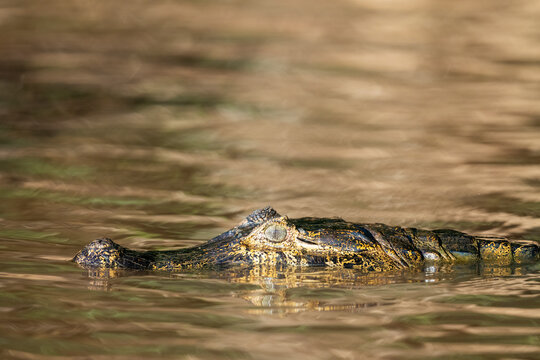 Caiman Peeking Above The Water Surface  