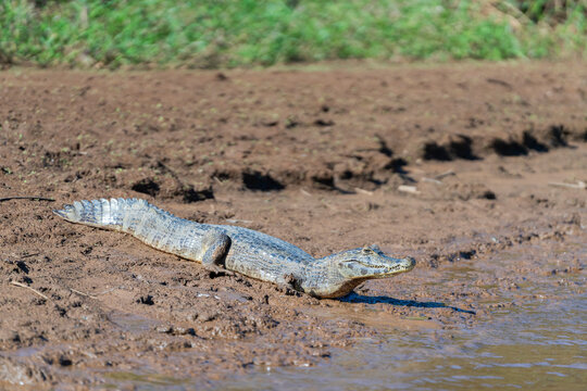 Caiman In Riverbank, The Pantanal, Brazil  