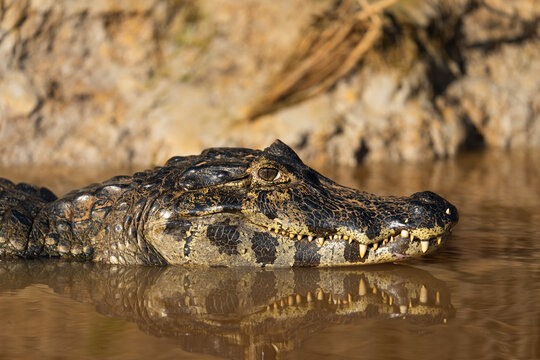 Portrait Of A Caiman's Head Reflected In The Water Surface  