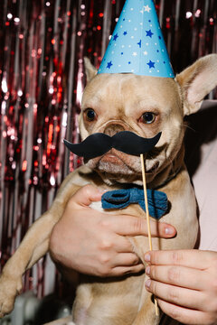 French Bulldog Wearing Funny Mustache at Birthday Party