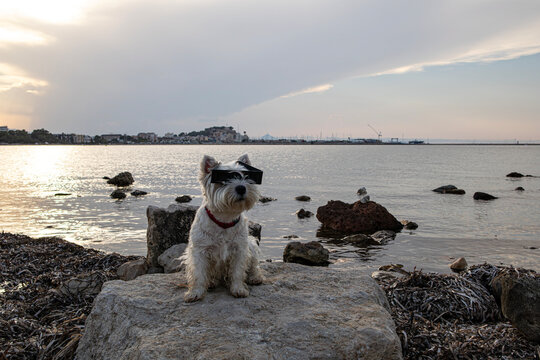 Cute West Highland White Terrier watches the sea wearing glasses before a solar eclipse