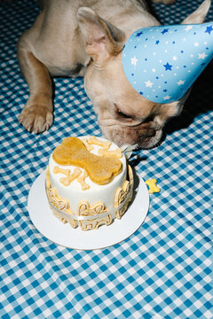 French Bulldog Wearing Birthday Hat Eating Dog Cake