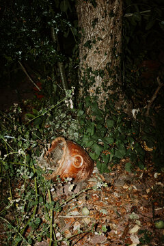 Plant Pot Lies on the Ground Beside a Tree in a Garden at Night