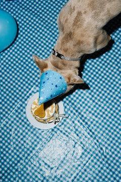 Overhead View of French Bulldog Enjoying Birthday Cake