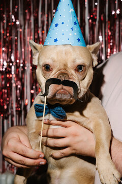 French Bulldog Wearing Funny Mustache at Birthday Party