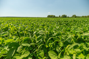 Fototapeta premium Vibrant green soybean fields stretch under a clear blue sky showcasing nature's beauty in a rural landscape
