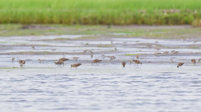 Shorebirds feeding across a salt marsh tidal flat in summer
