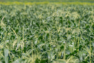 Fototapeta premium Golden waves of sweet corn stretching under the bright sun in a fertile field ready for harvest