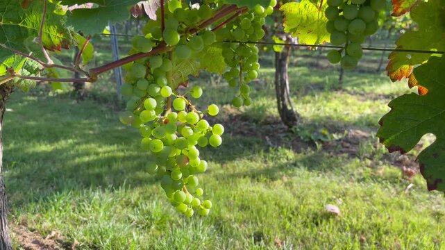 Green wine grapes on vine in vineyard, camera slowly moving backward