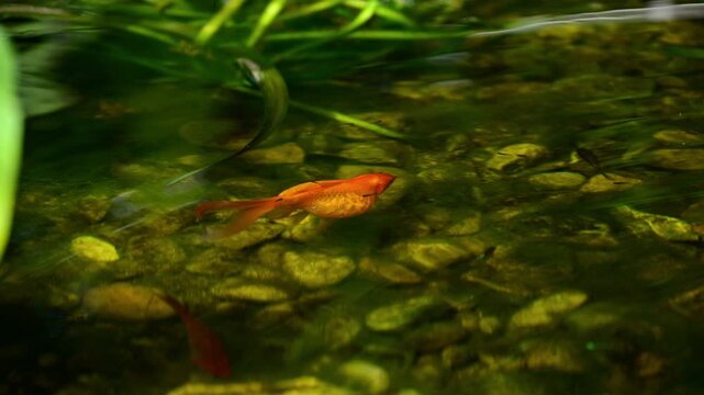 Close-up of an orange goldfish swimming over a pebbled bottom in a shallow pond, Lednice, Czech Republic