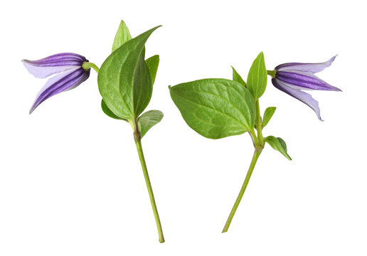 Set of purple flowers of clematis isolated on white or transparent background. Profile view.