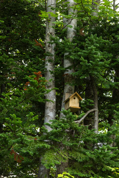 Home Made Wooden Birdhouse Attached Securely To Tree In Dense Forest