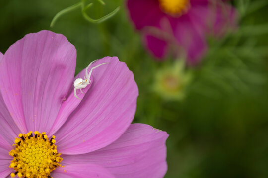 Tiny White Spider Resting On Soft Purple Cosmo Flower Petal