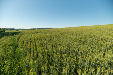 Obraz premium Golden wheat field stretches under a clear blue sky on a sunny day inviting tranquility and the beauty of nature