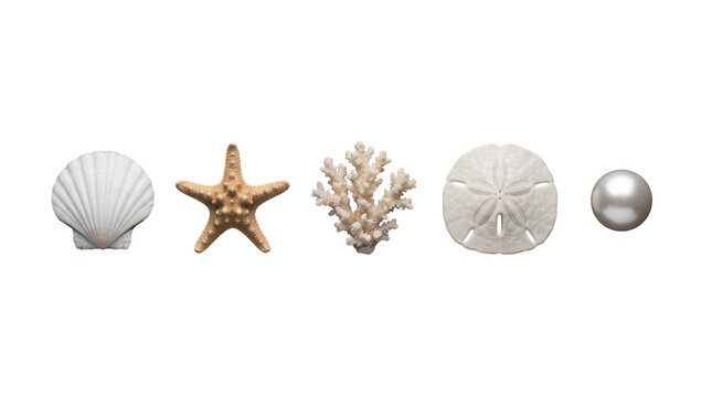 A collection of ocean treasures including a shell, starfish, coral, sand dollar, and pearl on transparent background
