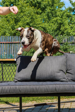 An American Staffordshire Terrier jumps over the back of a sofa in the yard.