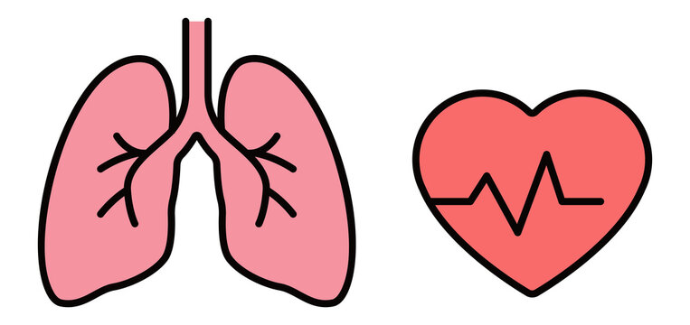 heart, lungs, human heart, human lungs