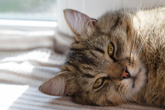Close-up Portrait of Tabby Cat Resting on Windowsill