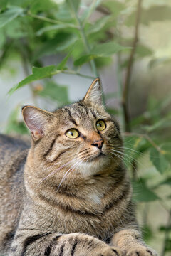 Tabby Cat Looking Up Among Green Leaves Outdoors