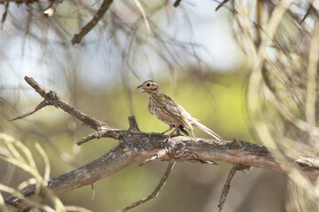 Un joven y atrevido Escribano soteño (Emberiza cirlus) © FranciscoJose
