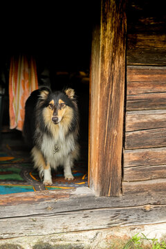 A Shetland Shepherd stands in the doorway of an old wooden house.