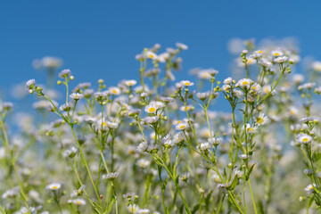 Fototapeta premium Delicate white Erigeron flowers sway under an endless blue sky in a peaceful, sun-drenched spring meadow