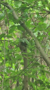 Two cute squirrels playing and chasing each other on a tree branch in a green forest.