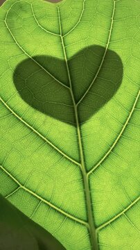 Heart Shaped Shadow Moving on a Green Leaf Vertical
