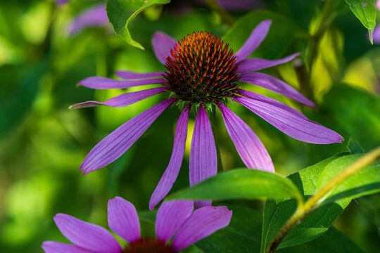 Purple coneflower Echinacea in full bloom, featuring vibrant purple petals and a textured orange center against a soft green garden background.