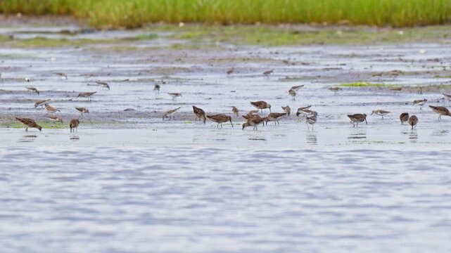 Shorebirds feeding across a salt marsh tidal flat in summer