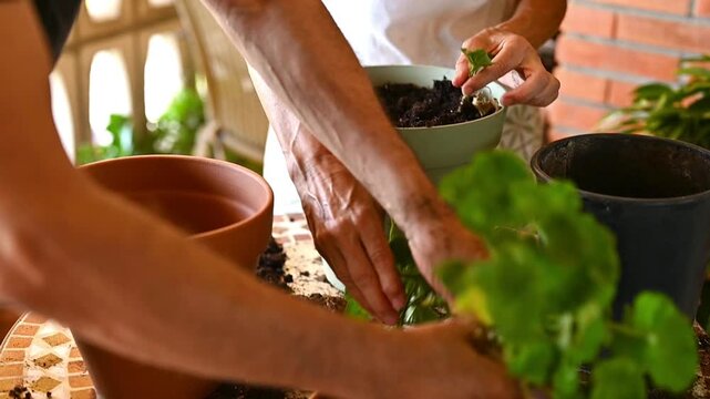 Two gardeners carefully removing a geranium from an old pot for repotting at home