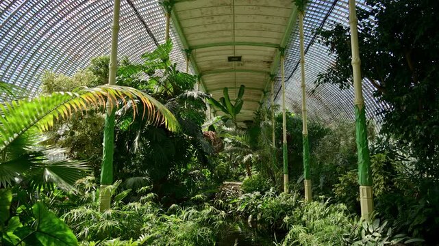 The vaulted iron and glass roof of a palm house above dense tropical greenery, Lednice, Czech Republic