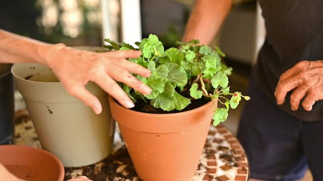 Two gardeners carefully tending a newly transplanted geranium in a terracotta pot, working together on home gardening and flower plant care