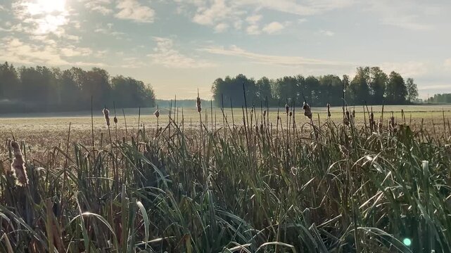 Frosty Autumn Field with Grass and Low Sun on Horizon