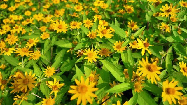 Abundant Yellow Melampodium Butter Daisies Blooming, 4K Slow Motion Cinematic Background