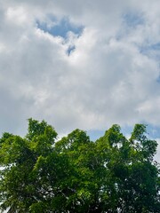 Fototapeta premium Lush green treetops beneath a bright blue sky filled with soft white clouds, creating a peaceful natural landscape with fresh foliage, open space, and a calm outdoor atmosphere. and tourism.